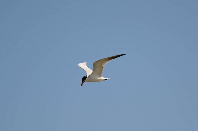 Sterne caspienne / Caspian Tern